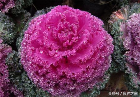 餐桌上常见的本土作物是什么,10种常见的粮食作物