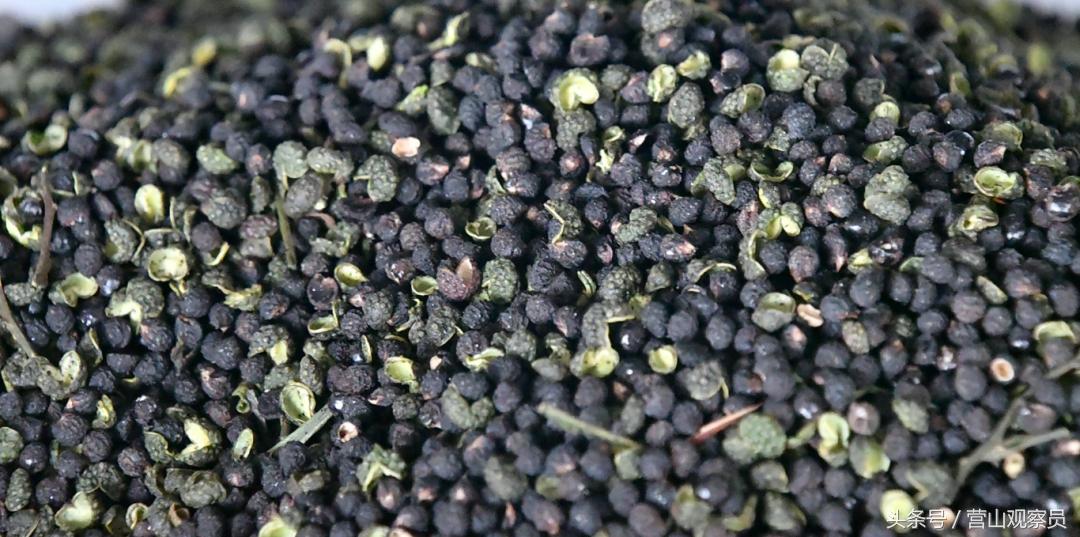 营山县老林镇众鑫泰花椒采摘,营山花椒产业园