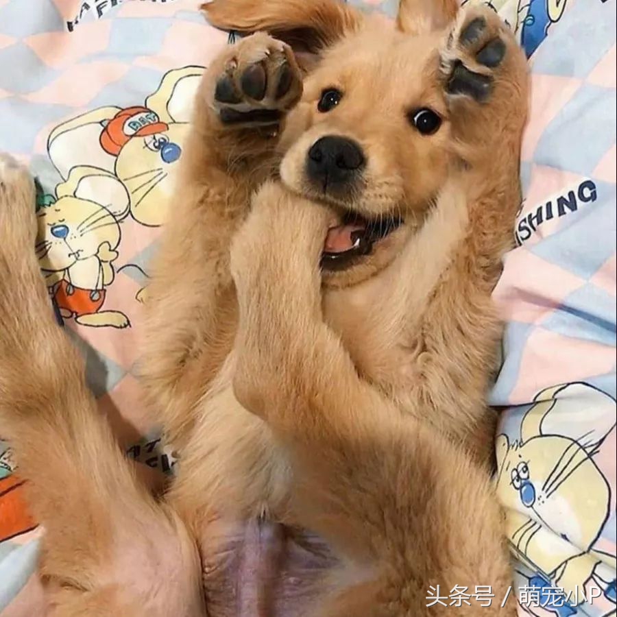 狗狗突然绝食精神不好什么原因,狗狗突然暴瘦不吃东西没精神