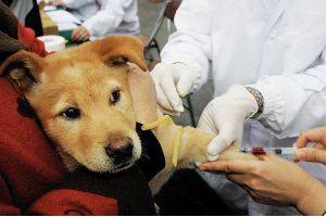 狗如果有狂犬病打疫苗有效吗,狗打针能预防狂犬病吗