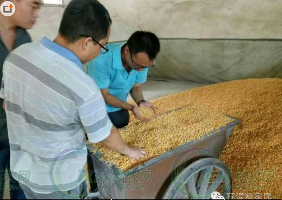 周恩库:小规模猪场育肥猪的红眼俗称“上火”问题处理和分析