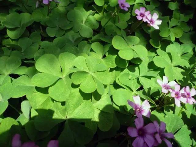 这十二种野菜有毒千万不要吃,这七种野菜有毒不能吃