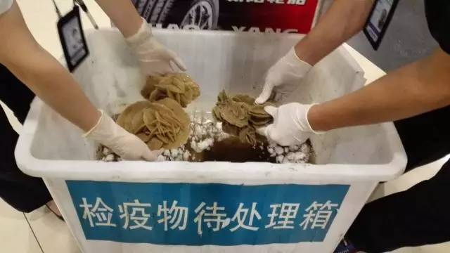 沙漠玫瑰石|放你走还是让你留