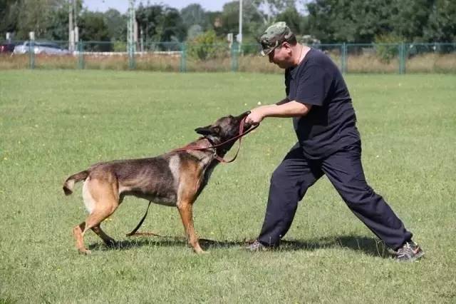 姿势|海关首次境外选犬，为何挑的是它？