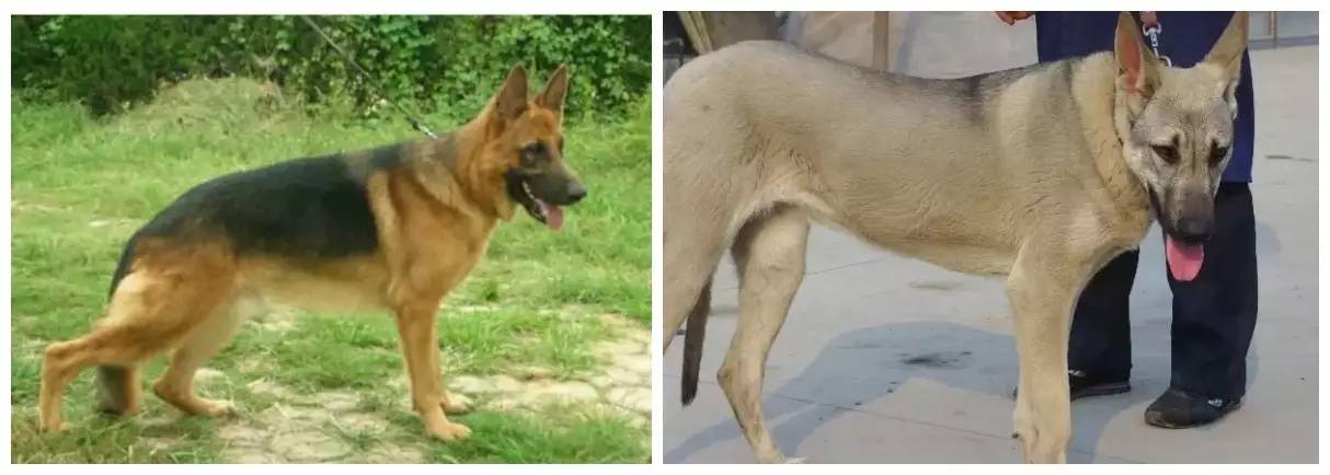 姿势|海关首次境外选犬，为何挑的是它？