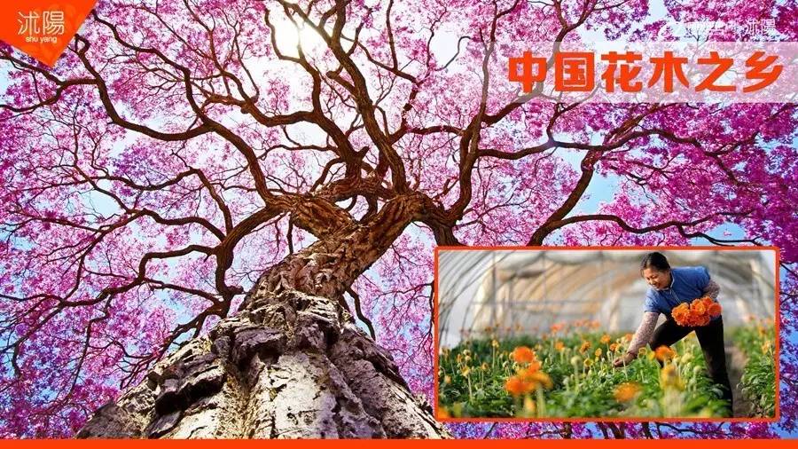 全国淘宝村峰会,曹县淘宝村高峰论坛