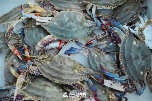 青岛海鲜一锅蒸,青岛必吃的海鲜做法