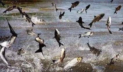 野火烧不尽死灰复燃,野火烧不尽野草