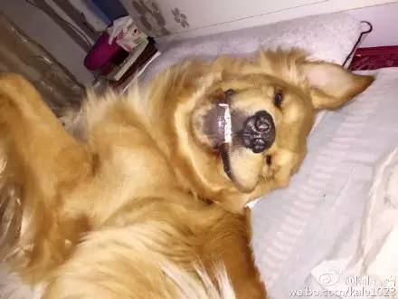 睡相最差的狗狗,狗狗睡狗窝和睡地板的区别