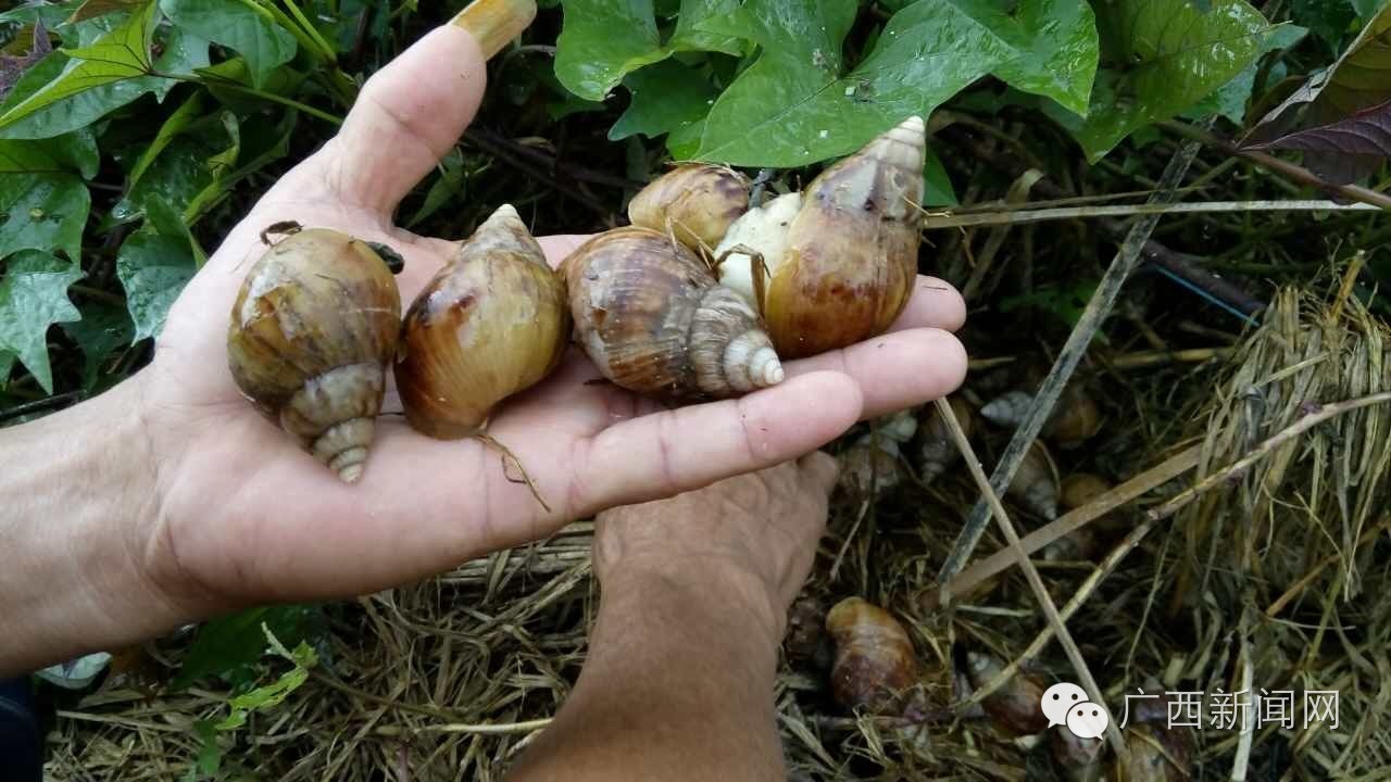 聚焦│厉害了我的灵山，因为这件事竟然吸引那么多人来！