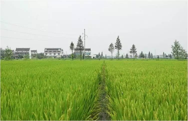 安徽滁州10大最美乡村,滁州第二批美丽乡村名单
