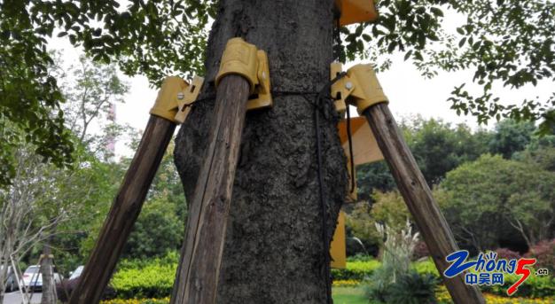 树木支架固定会不会伤树,栽树用钉子固定可以吗