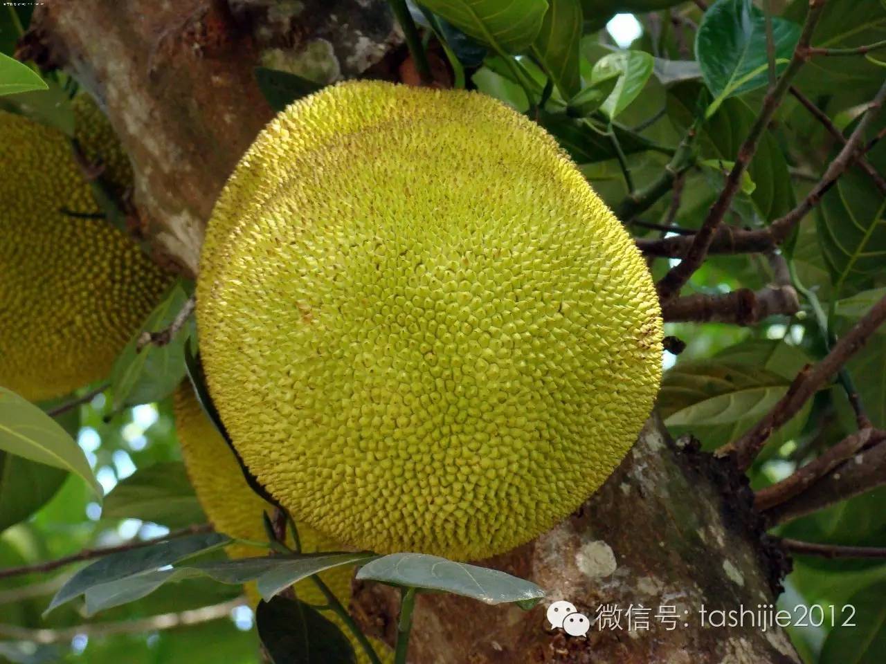 热带水果红牡丹,热带水果莲雾荔枝