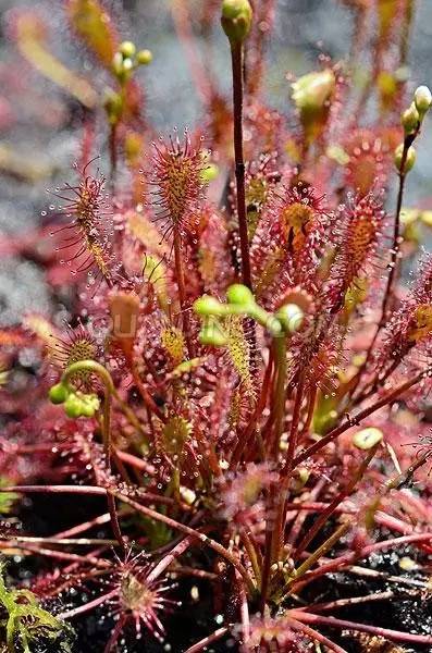 叉叶茅膏菜天敌,芍叶茅膏菜如何分株