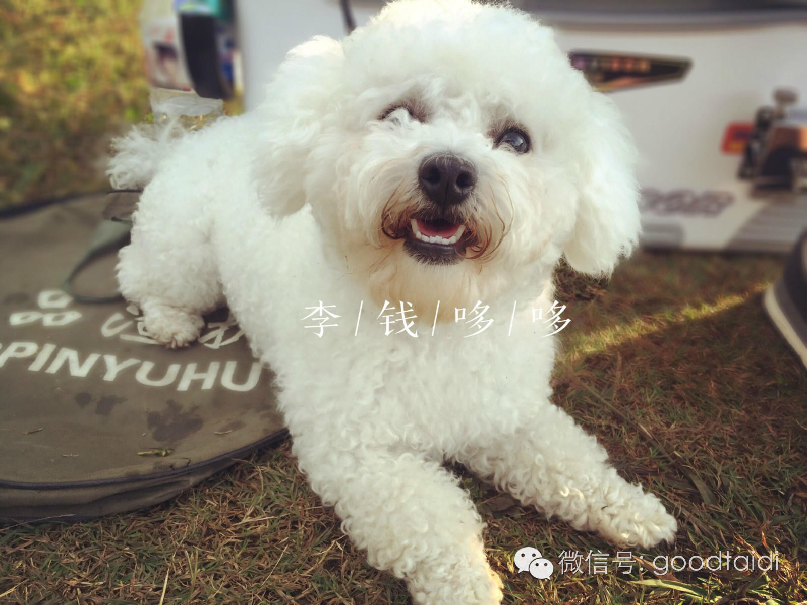 鸡脯肉做狗粮,用鸡脯肉红萝卜做的狗粮