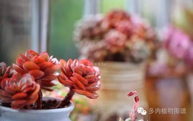 阳台上漂亮的多肉,阳台上的多肉又变美了