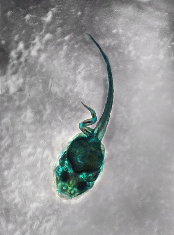 变异生物迷你世界,变异生物有哪些