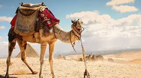 埃及电子签入境,埃及电子签出关