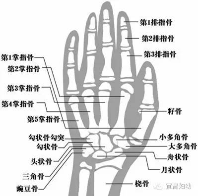 测试骨龄挂什么科,骨龄你怎么看