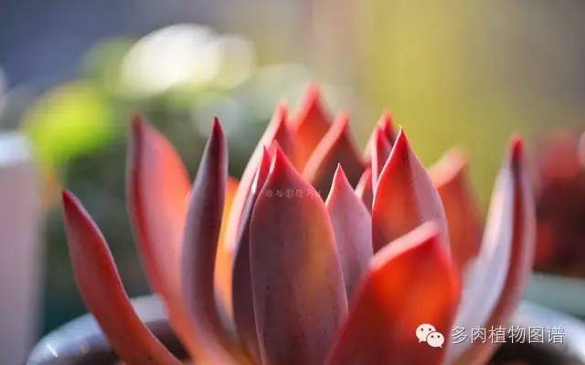 阳台上漂亮的多肉,阳台上的多肉又变美了