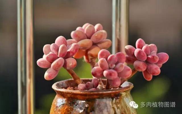 阳台上漂亮的多肉,阳台上的多肉又变美了