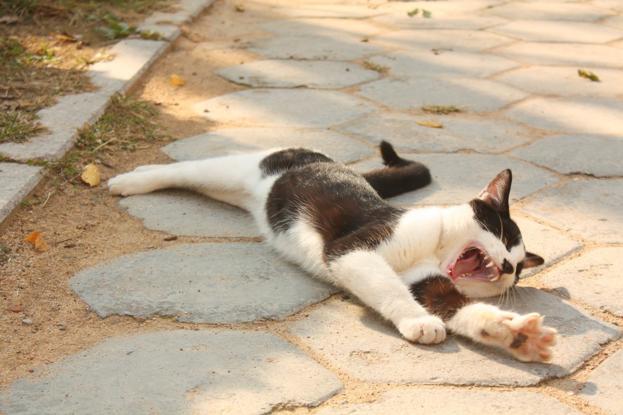 当我从鱼山的每一个角落路过