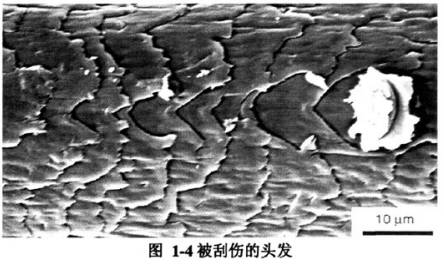 头发为什么会分叉断裂,头发为啥会分叉干枯