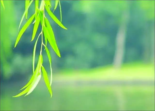 这十二种野菜有毒千万不要吃,这七种野菜有毒不能吃