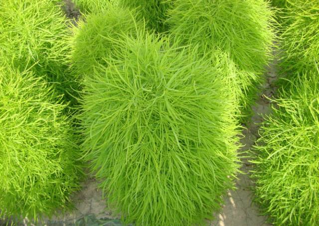 这十二种野菜有毒千万不要吃,这七种野菜有毒不能吃