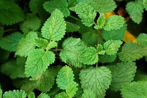 这十二种野菜有毒千万不要吃,这七种野菜有毒不能吃