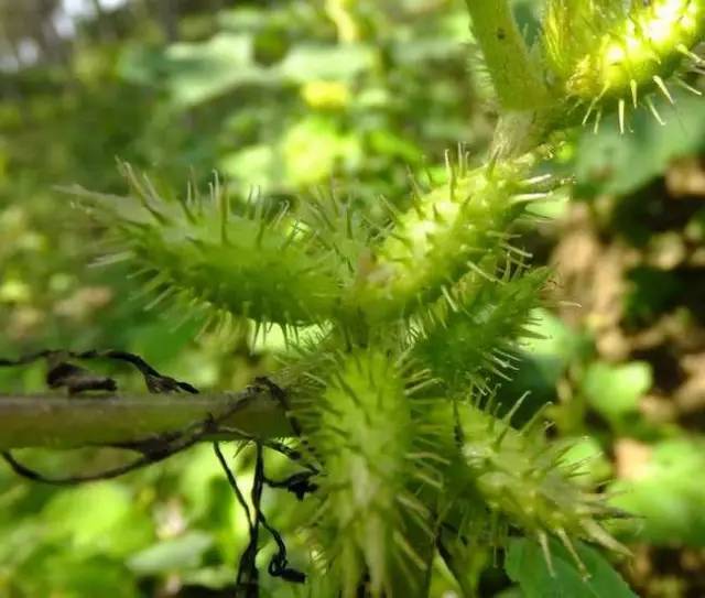 这十二种野菜有毒千万不要吃,这七种野菜有毒不能吃