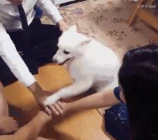 lv真的那么好吗,lv有多厉害