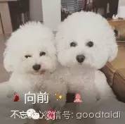 鸡脯肉做狗粮,用鸡脯肉红萝卜做的狗粮