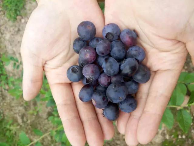 圣灯山老场镇风貌改造项目,圣灯山镇未来5年规划