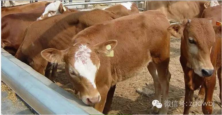 牛玉米秸秆中毒怎么防治,牛青贮草发霉中毒症状