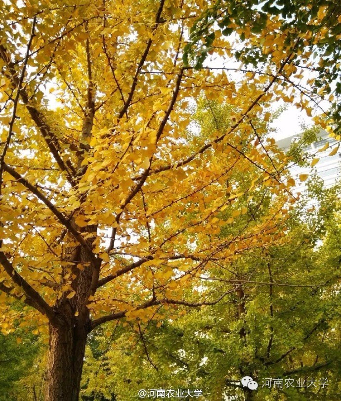 一周概览点点看，农大大事小情全知道（10.29~11.4）