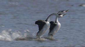 正宗大自然醉鹅,大自然醉鹅抖音团购配送