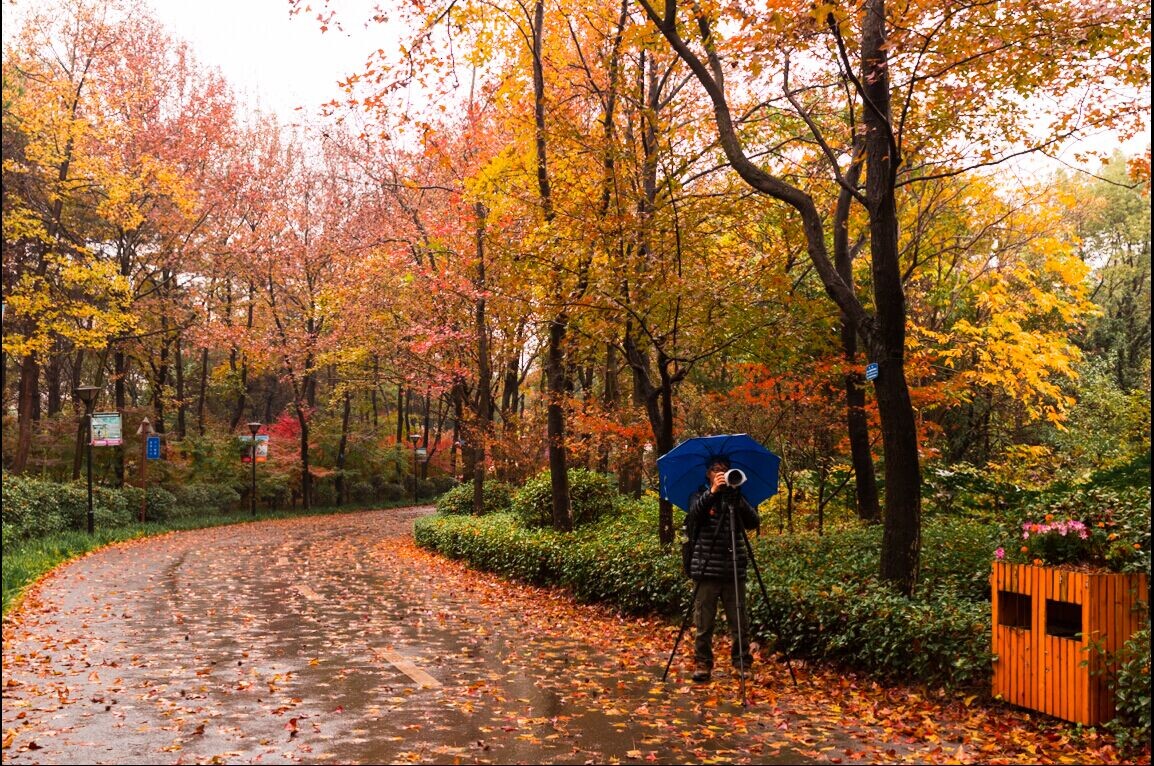 长沙的秋天去哪了,长沙秋天适合去的地方