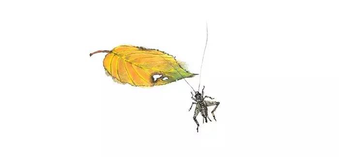 写在竹简上的诗经,诗经中的绝美句子纸质书