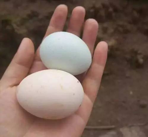 圣灯山老场镇风貌改造项目,圣灯山镇未来5年规划