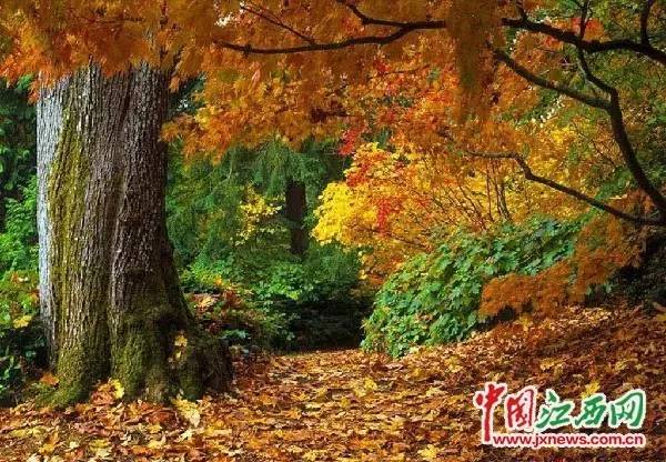 围观“枫”和日丽~来江西赏这一抹红