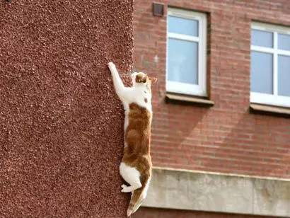 猫咪最讨厌的10个表现,猫咪最讨厌的七种行为