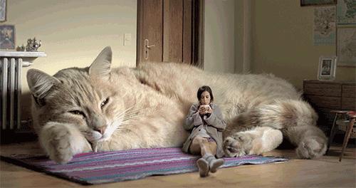 猫咪最讨厌的10个表现,猫咪最讨厌的七种行为