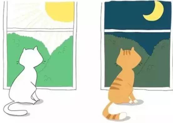 世界上最遥远的异国恋，天津麻花配郁金香