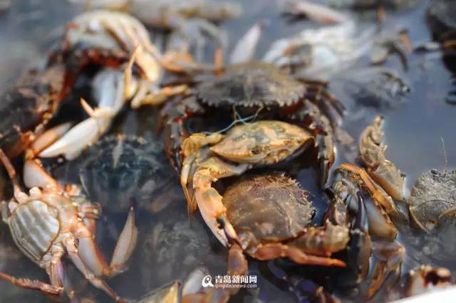 青岛海鲜一锅蒸,青岛必吃的海鲜做法