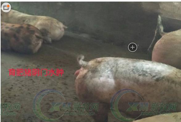 周恩库:小规模猪场育肥猪的红眼俗称“上火”问题处理和分析