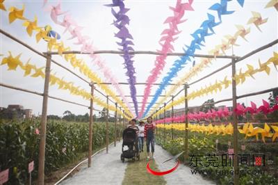 东莞又美又好玩地点,东莞新奇景点