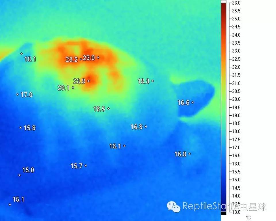 ReptileStar爬虫星球