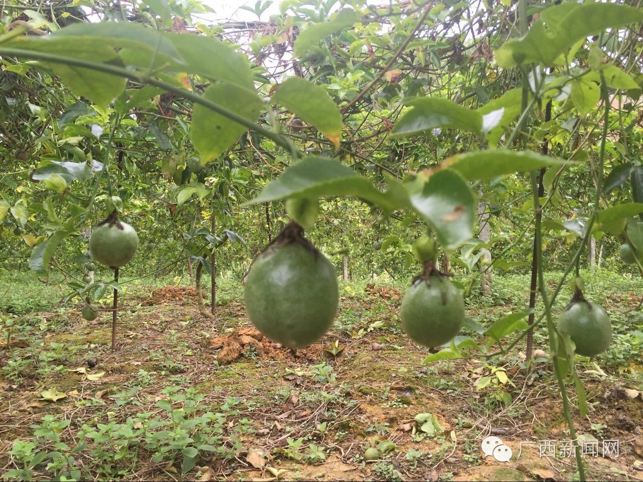 聚焦│厉害了我的灵山，因为这件事竟然吸引那么多人来！