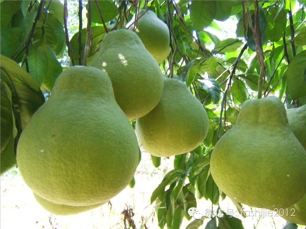 热带水果红牡丹,热带水果莲雾荔枝